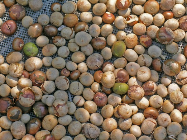 maya nuts