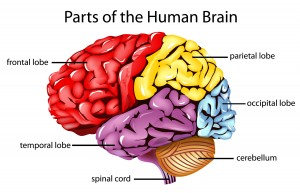 brain parts