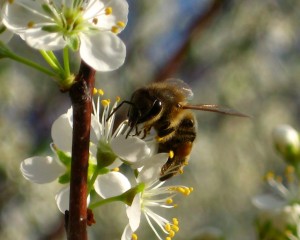 bee collecting polen