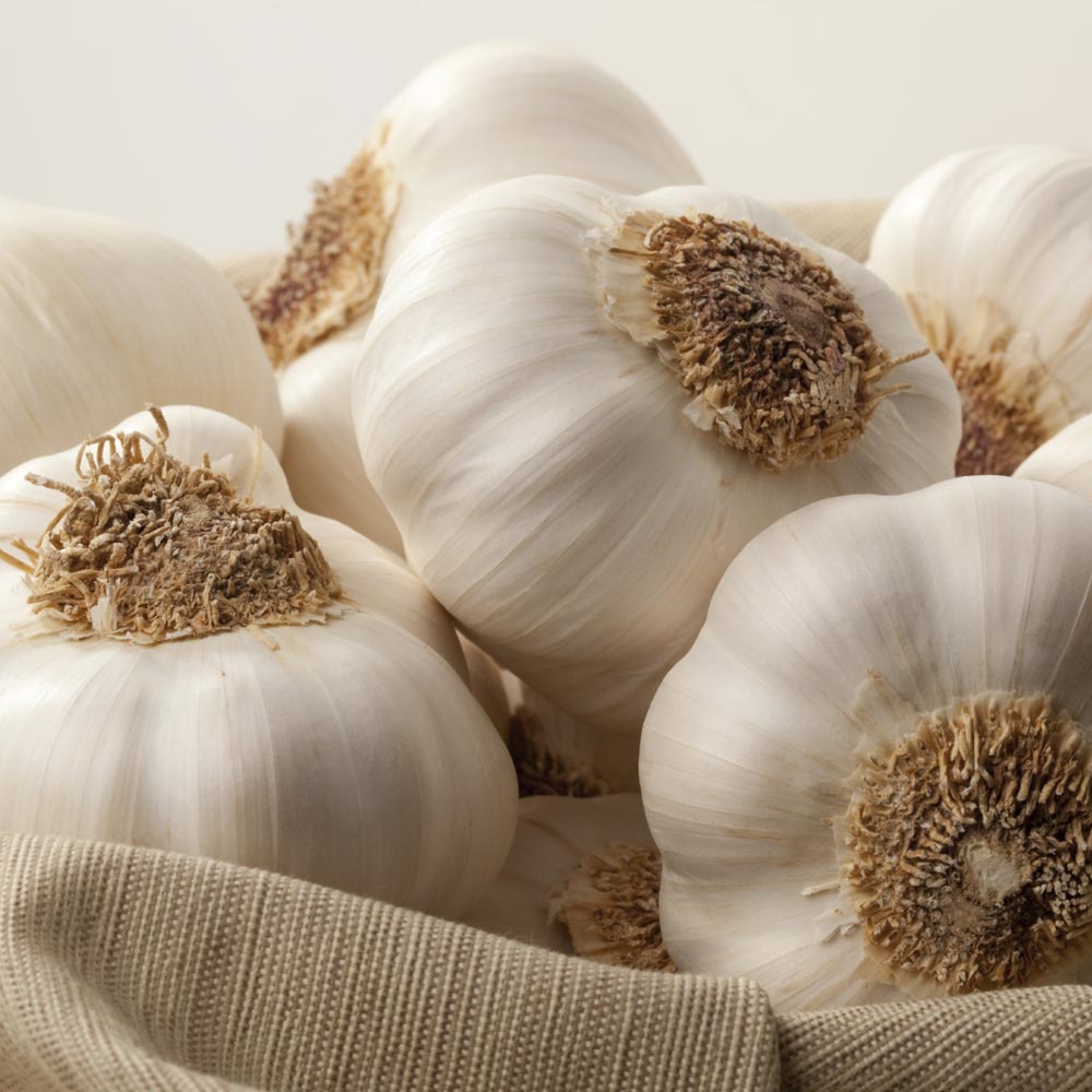 Garlic – Plant Used as a Condiment and as a Medicine Helps Prevent and Fight Against Various Diseases