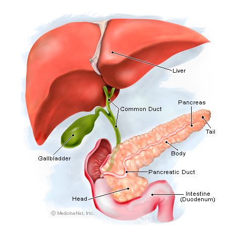 Symptoms of Pancreatitis and How do you Know when you Have Pancreatitis