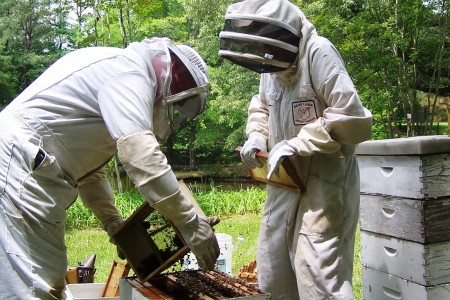 bee workers